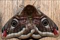 1643 (68.001)<br>Emperor Moth